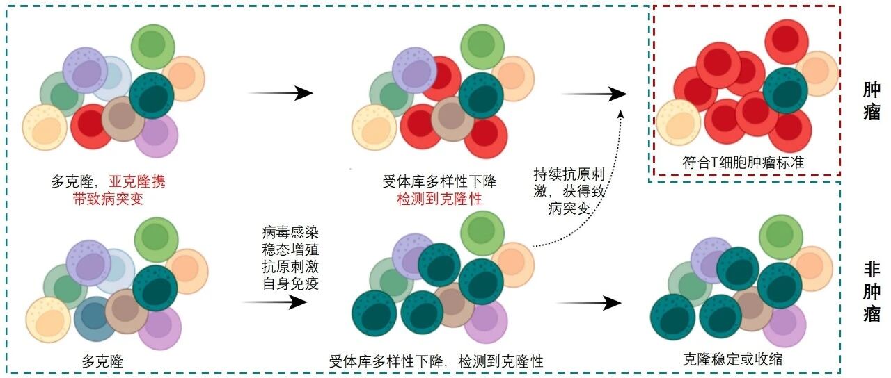 Blood Adv丨偶发性T细胞克隆的风险分层
