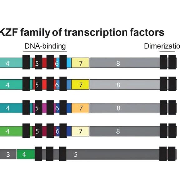 IKZF1基因改变在ALL中的临床价值